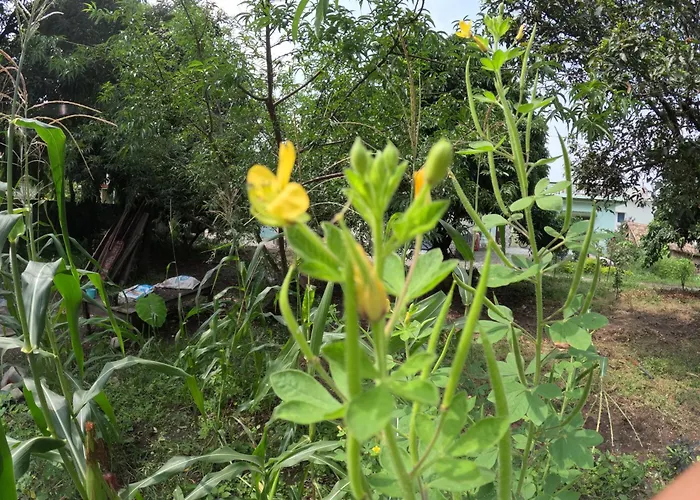 Bagicha Farmstay - Near Jolly Grant Airport