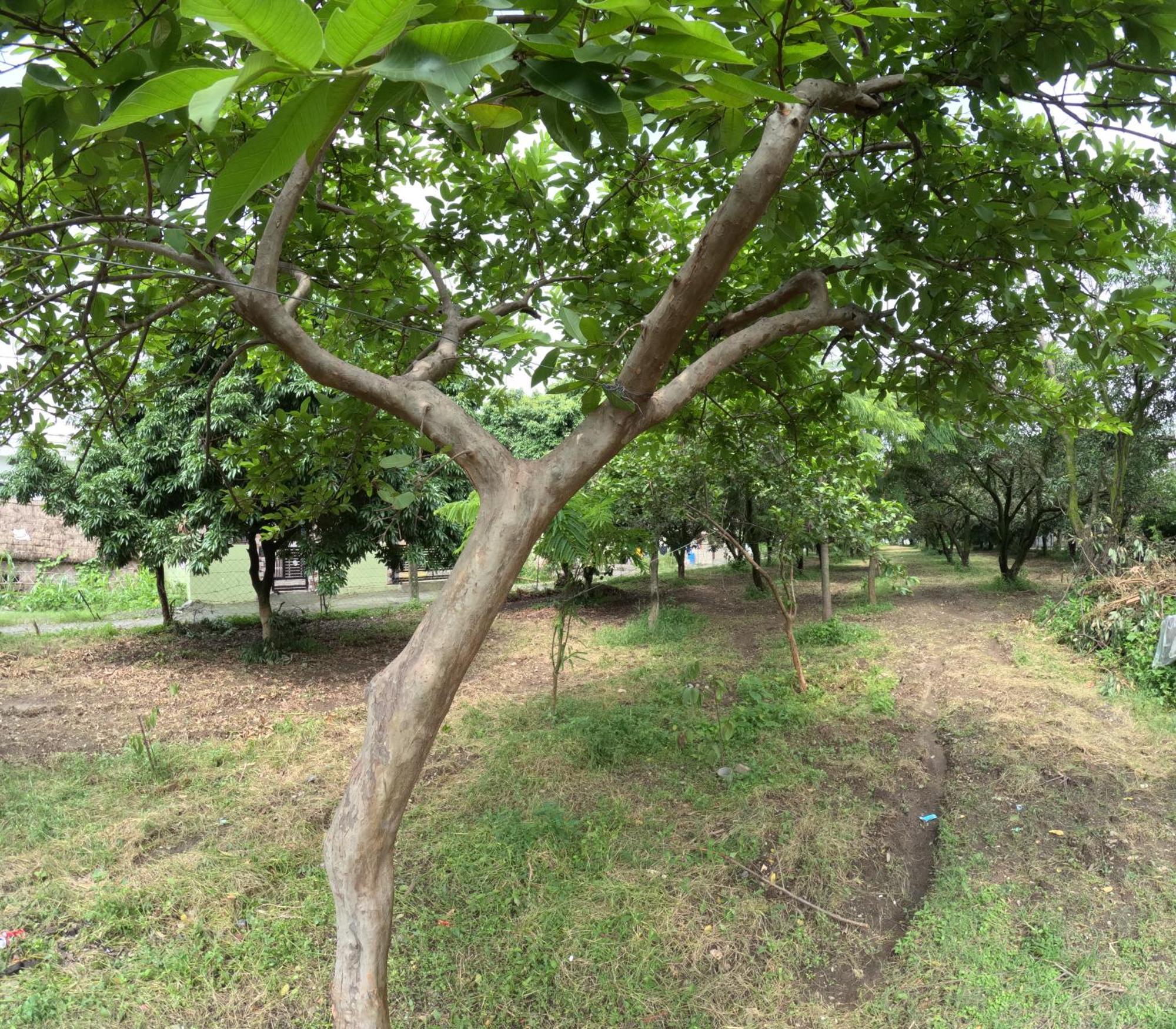 Bagicha - Near Jolly Grant Airport Holiday home Doiwala